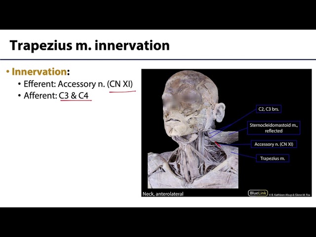 cordlo.com - Hero Section